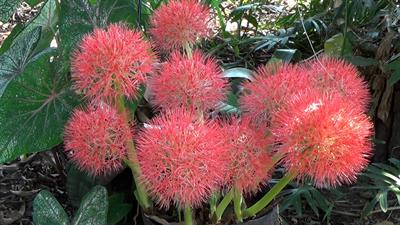 Scadoxus multiflorus